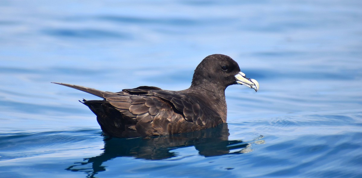 White-chinned Petrel - Rodrigo Bicudo