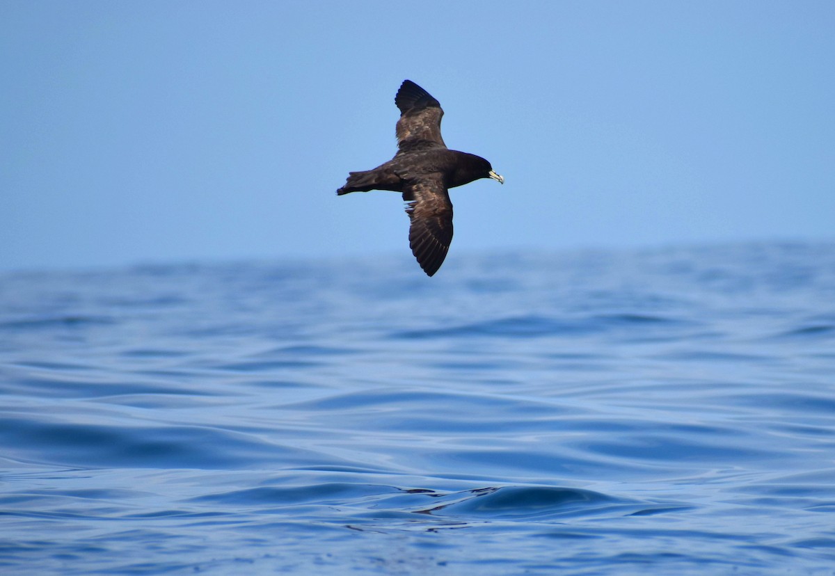 White-chinned Petrel - Rodrigo Bicudo