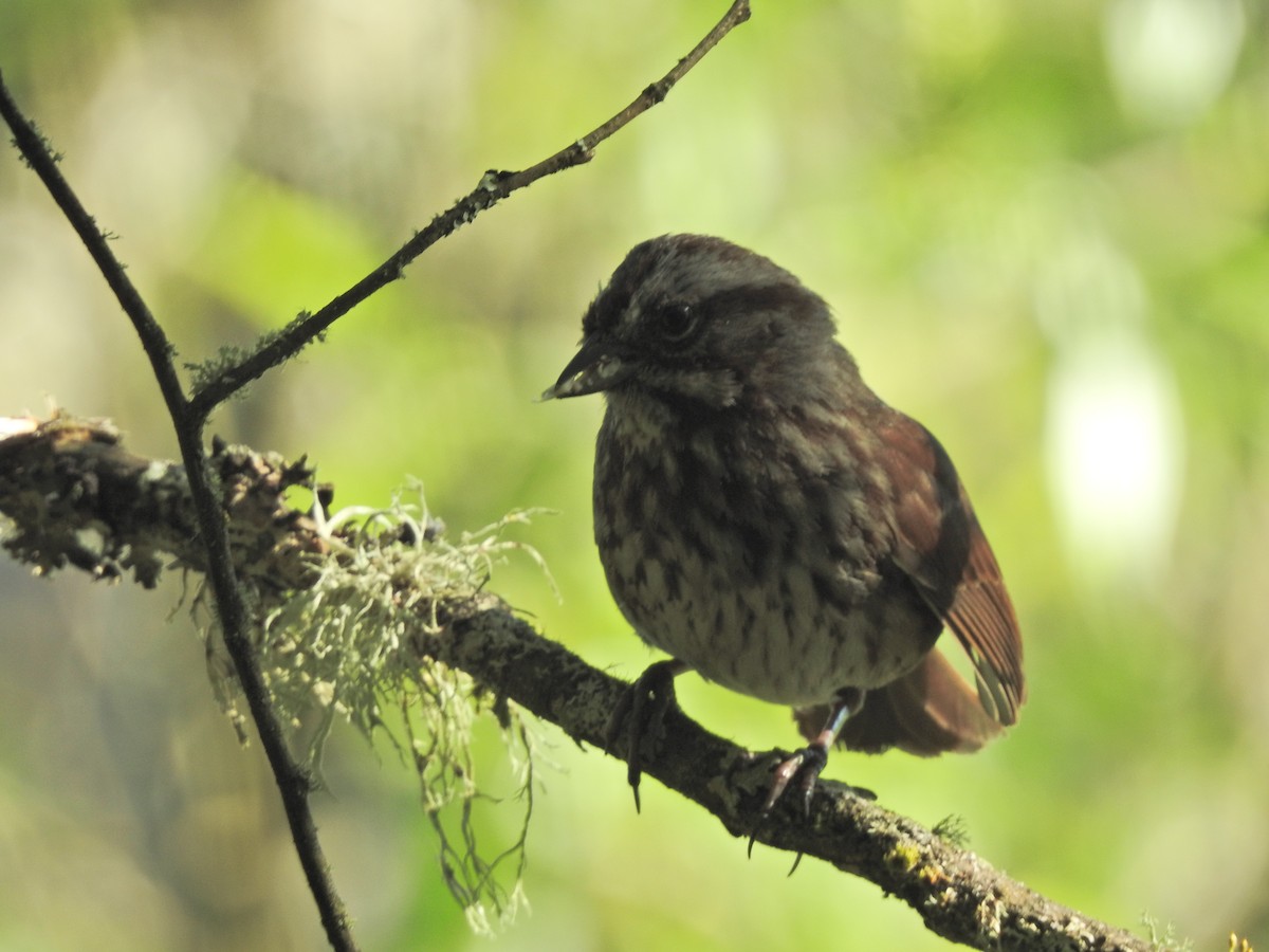 Song Sparrow - Stella Walk