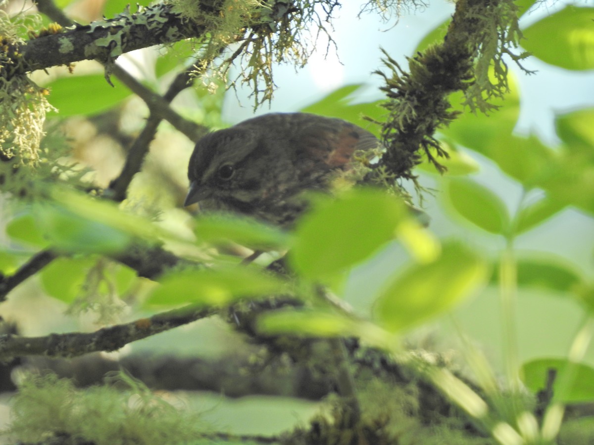 Song Sparrow - ML618859991