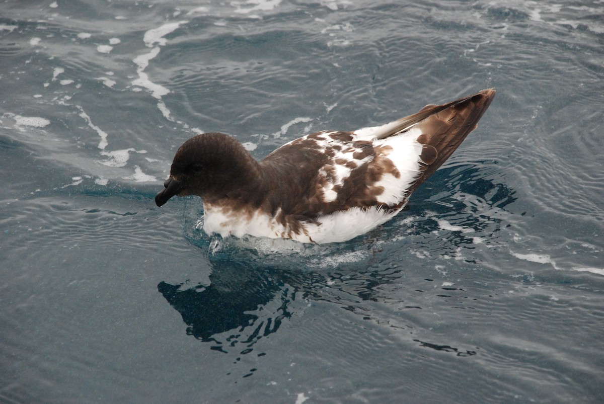 Cape Petrel - Andrew Plant