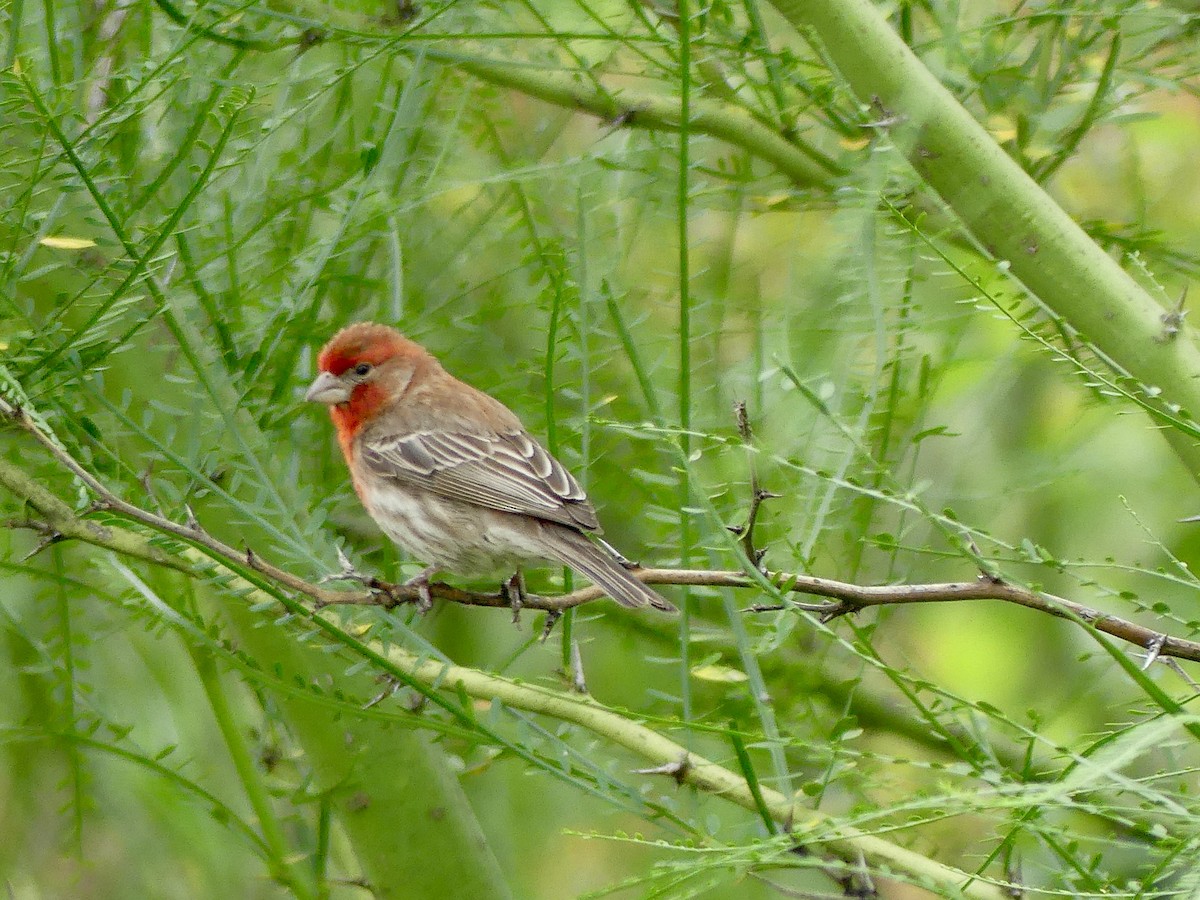 House Finch - Cindy Sherwood