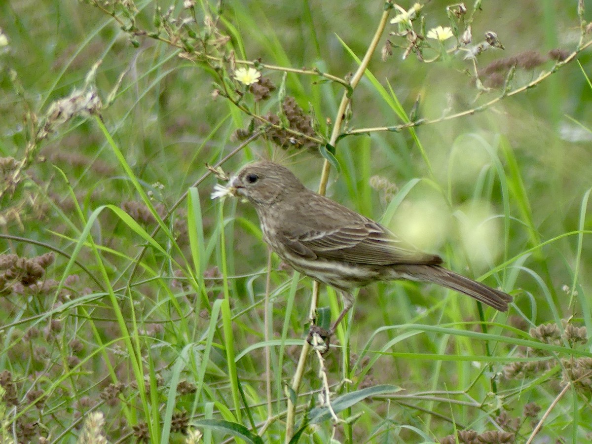 House Finch - Cindy Sherwood