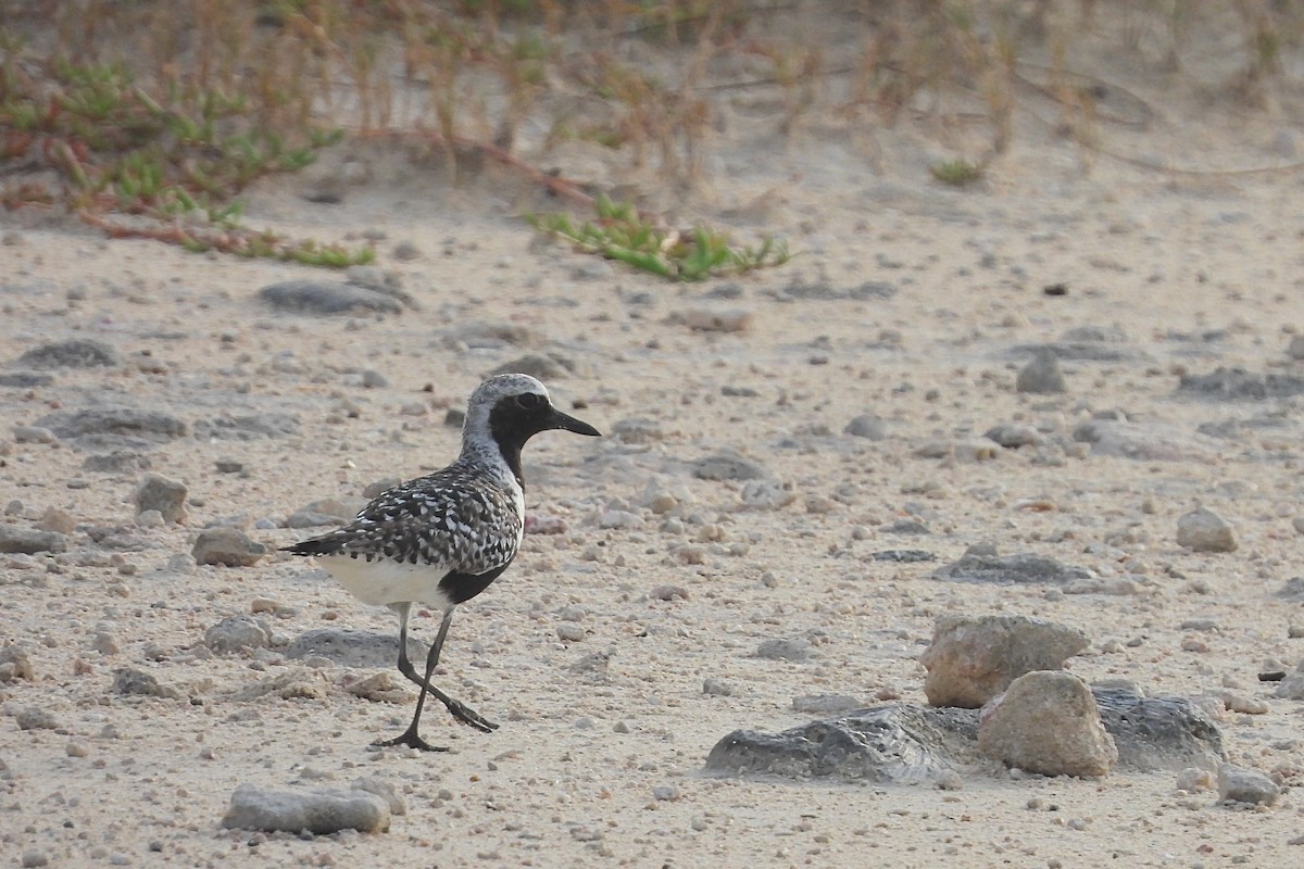 Black-bellied Plover - Glenda Tromp