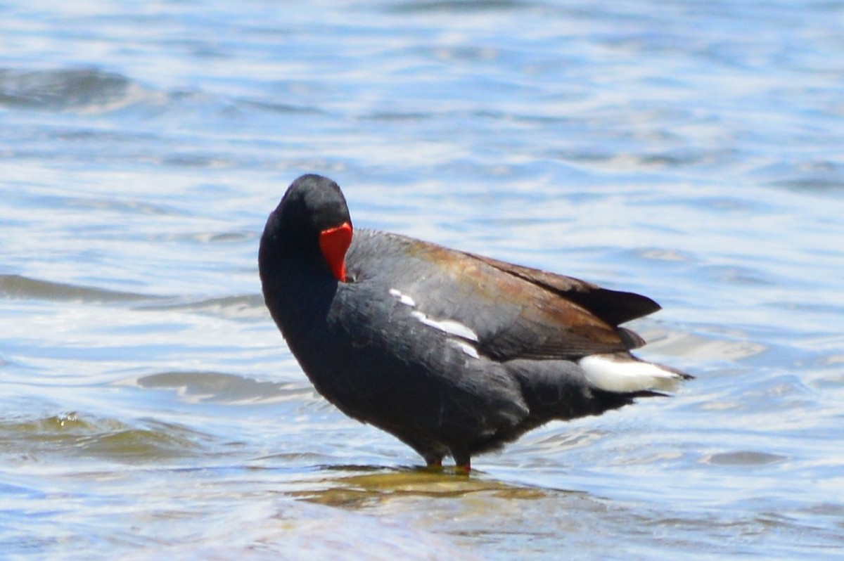 Common Gallinule - ML618860018