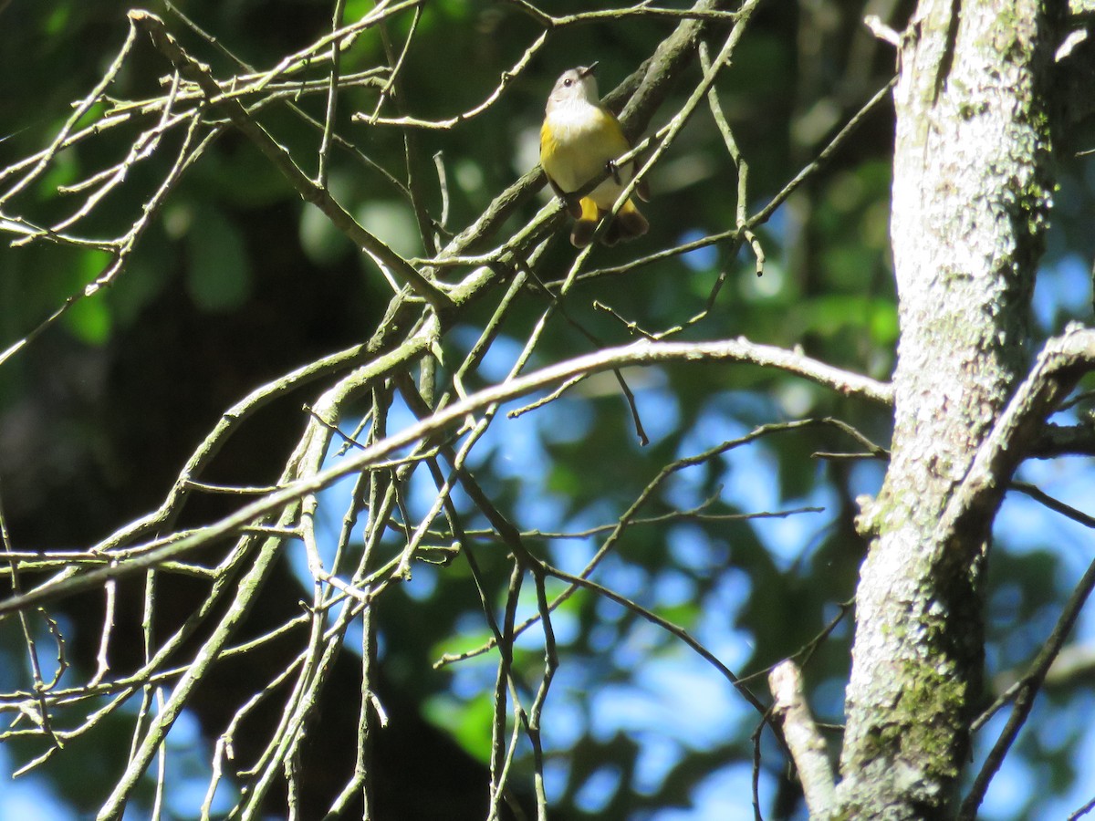 American Redstart - Sam Holcomb