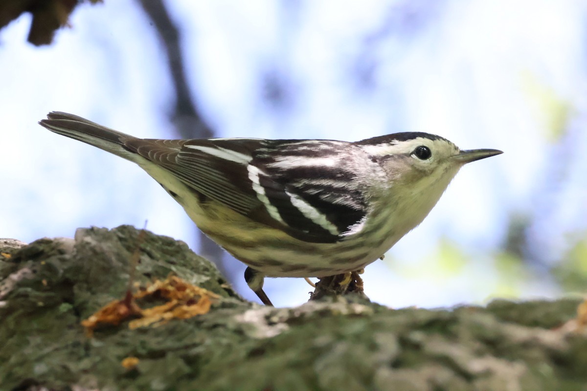 Black-and-white Warbler - aaron lehr