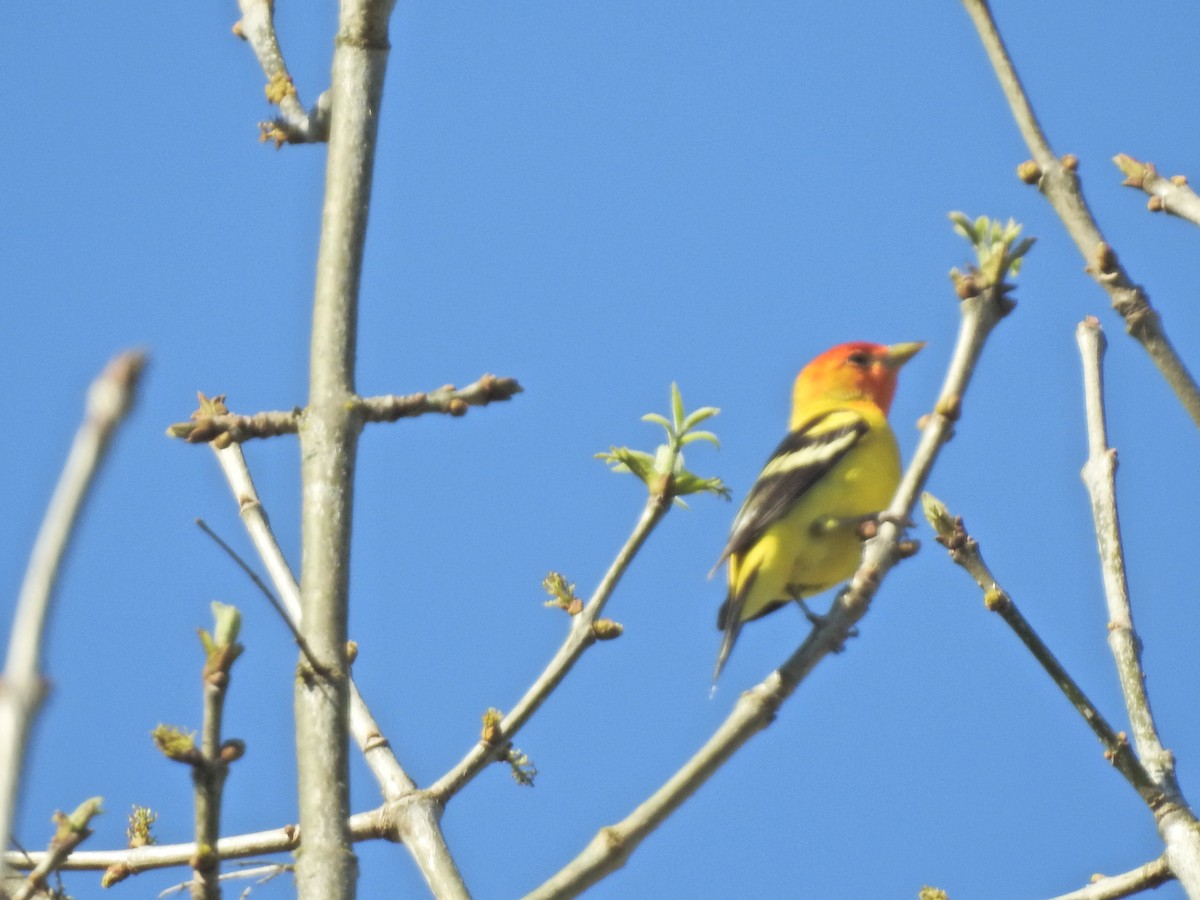 Western Tanager - ML618860026