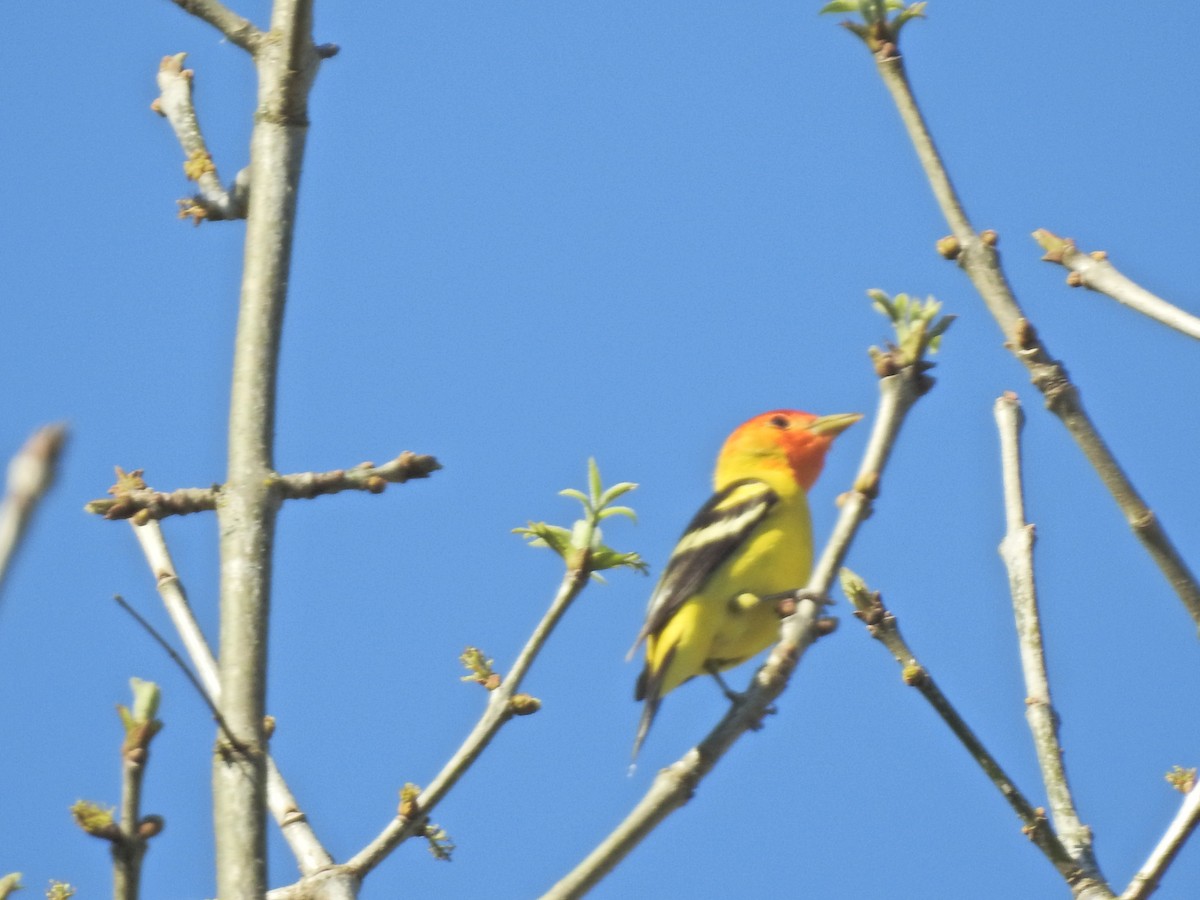 Western Tanager - ML618860027