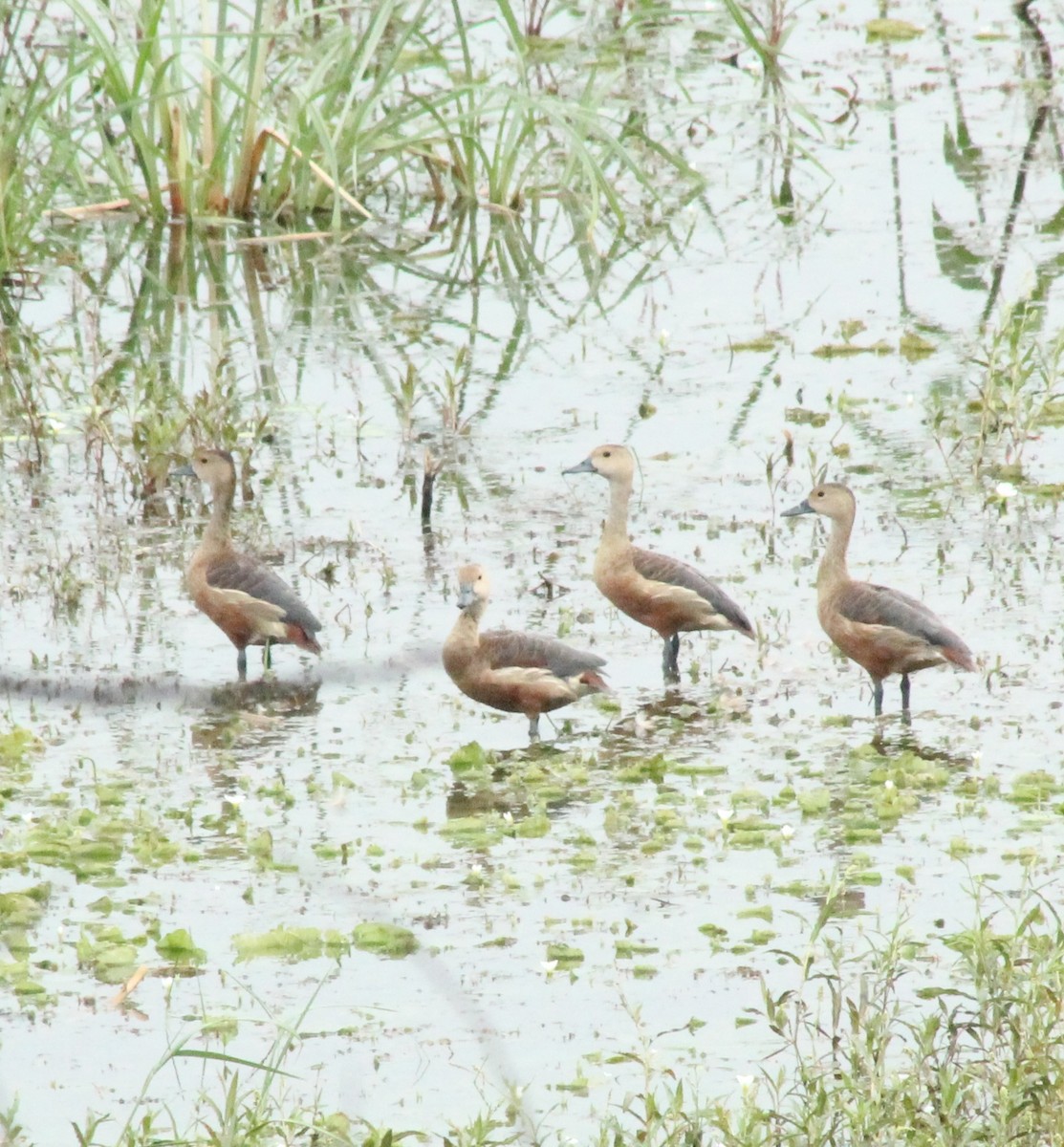 Lesser Whistling-Duck - ML618860031