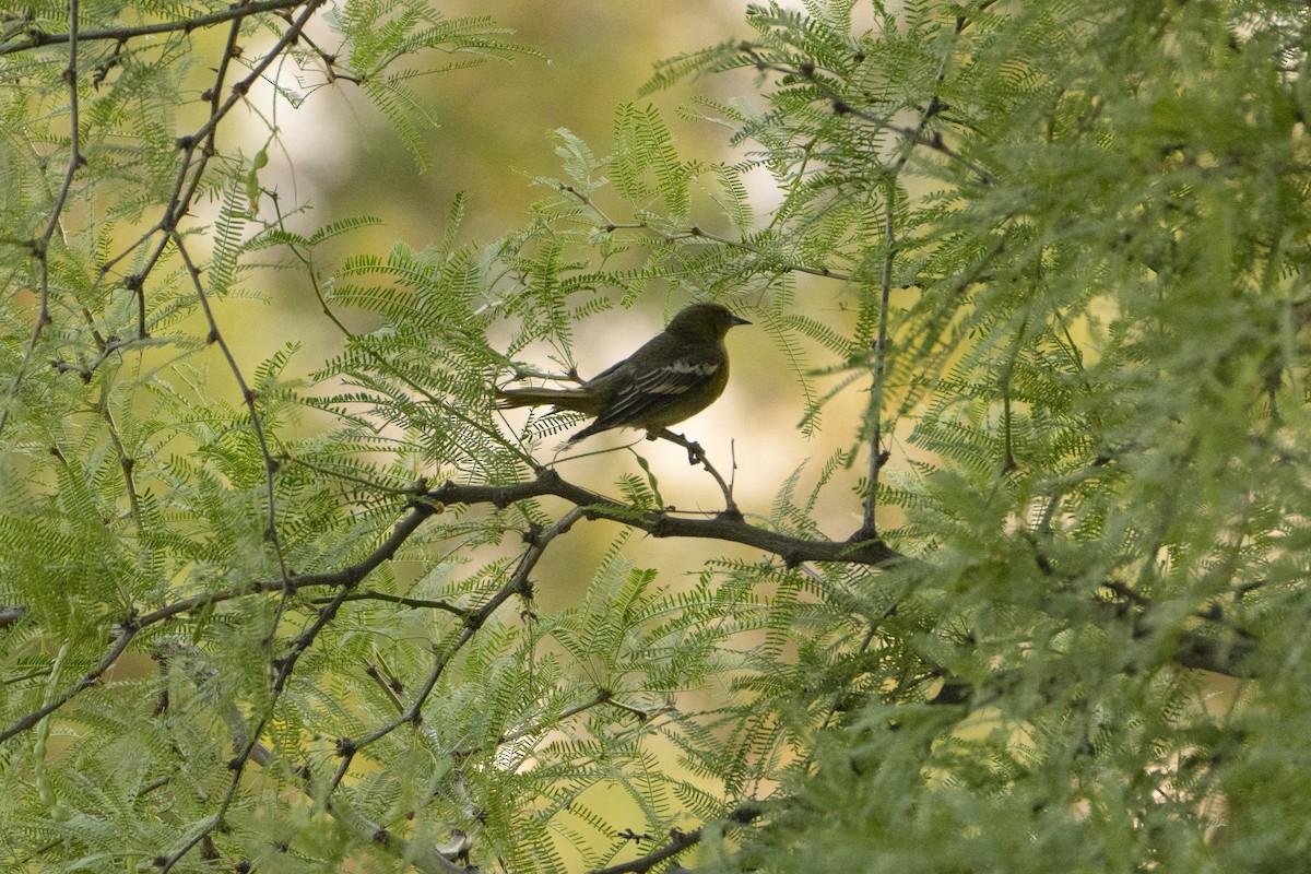 Black-backed Oriole - ML618860034