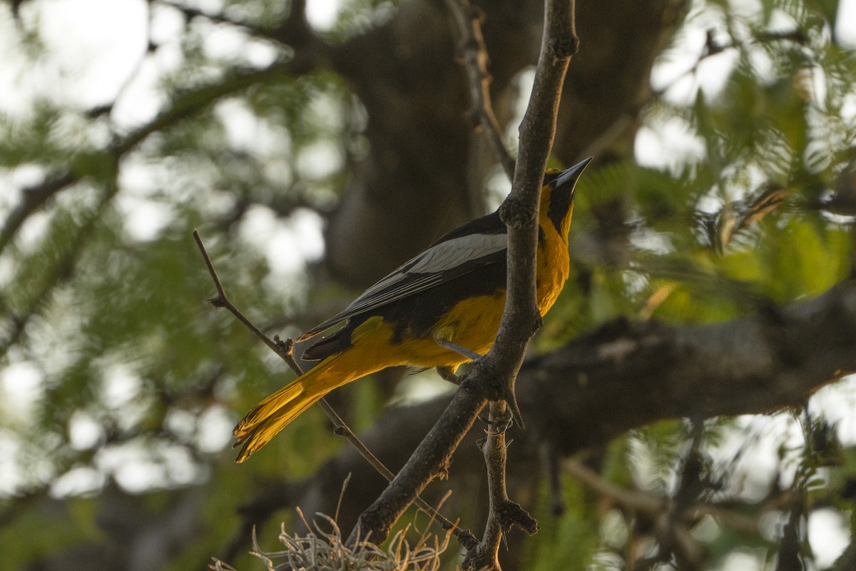 Black-backed Oriole - ML618860036