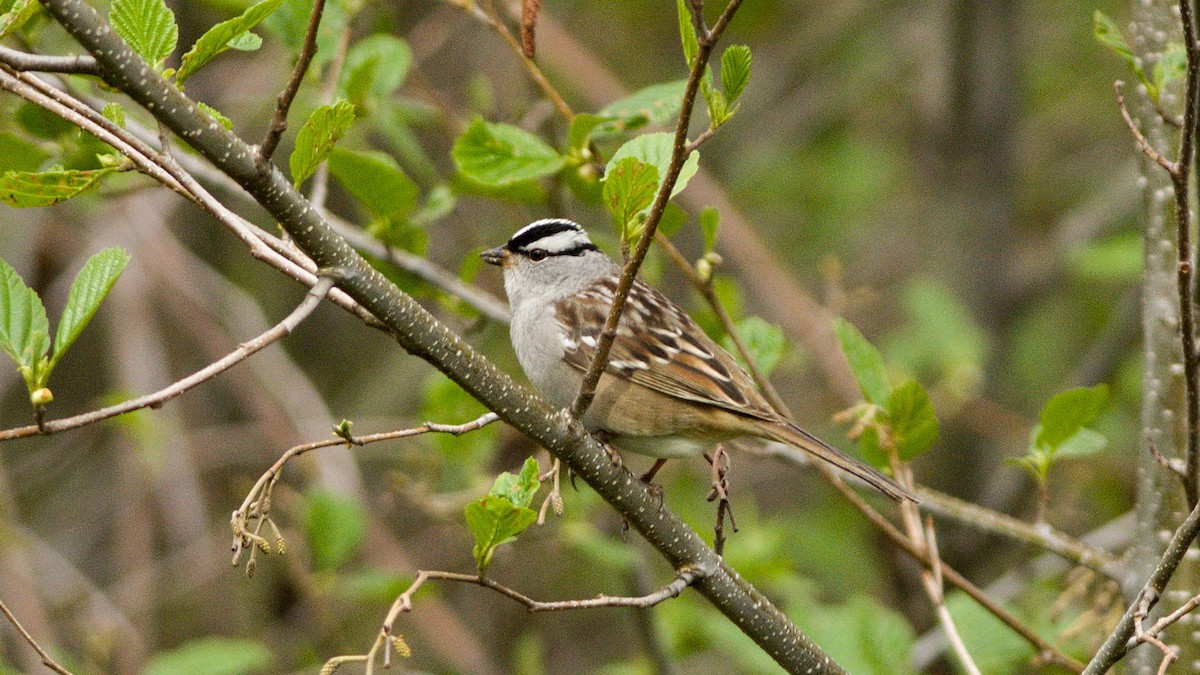 White-crowned Sparrow - Galya Dokshina