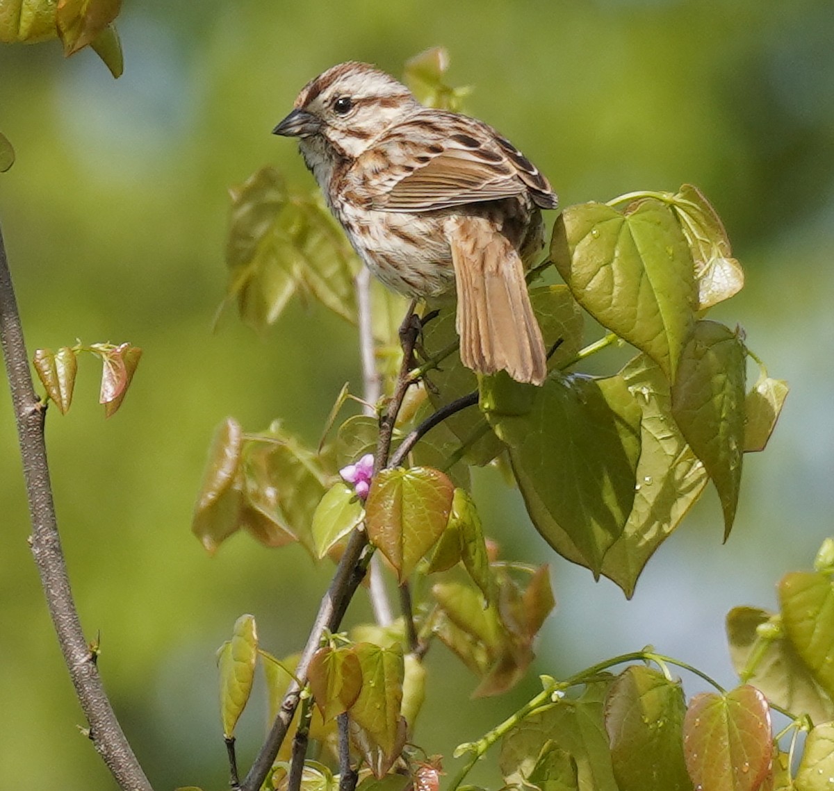 Song Sparrow - Laurel Bishow