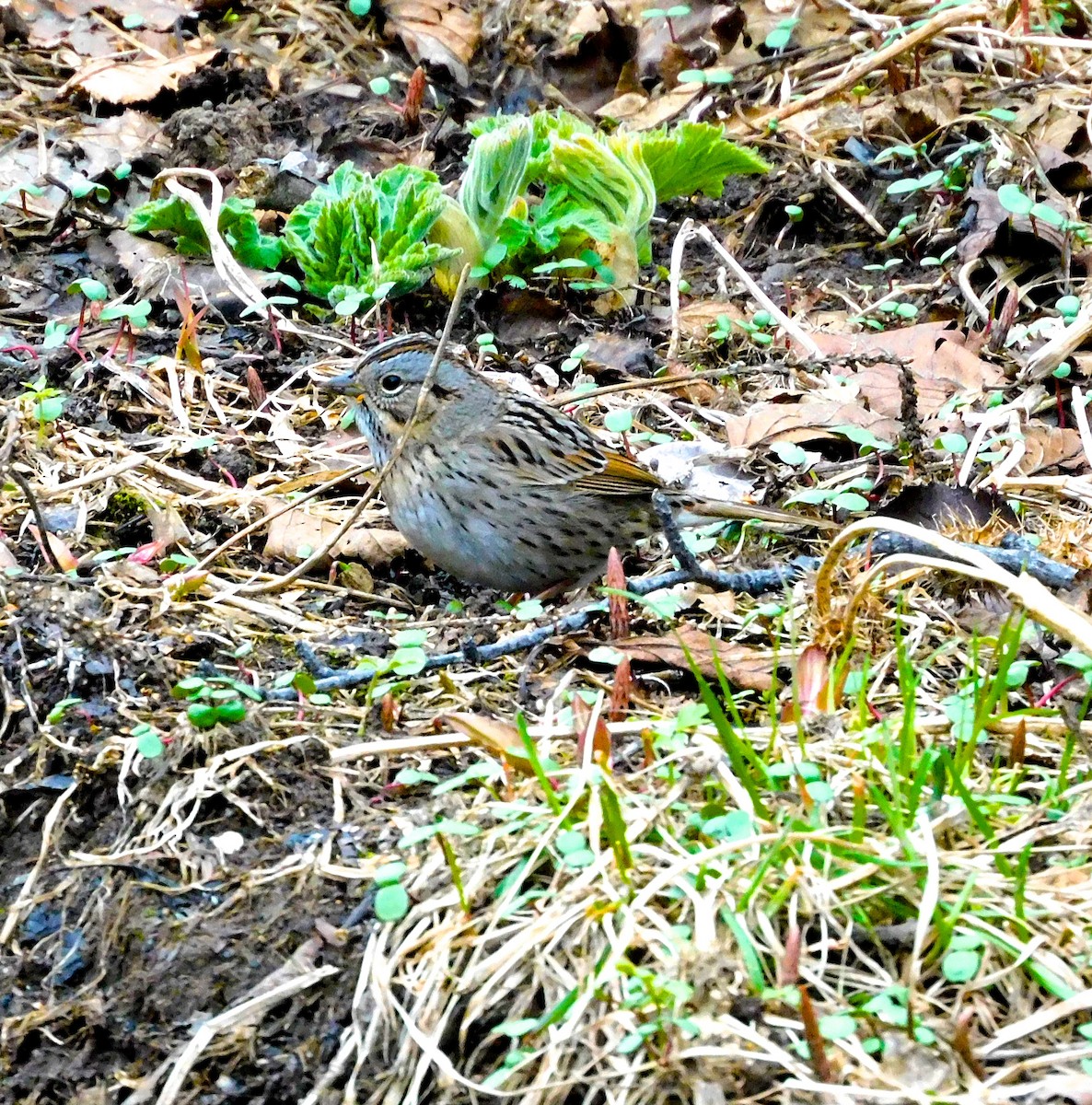 Lincoln's Sparrow - Dan Bilderback