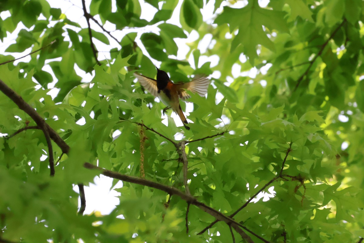 American Redstart - aaron lehr