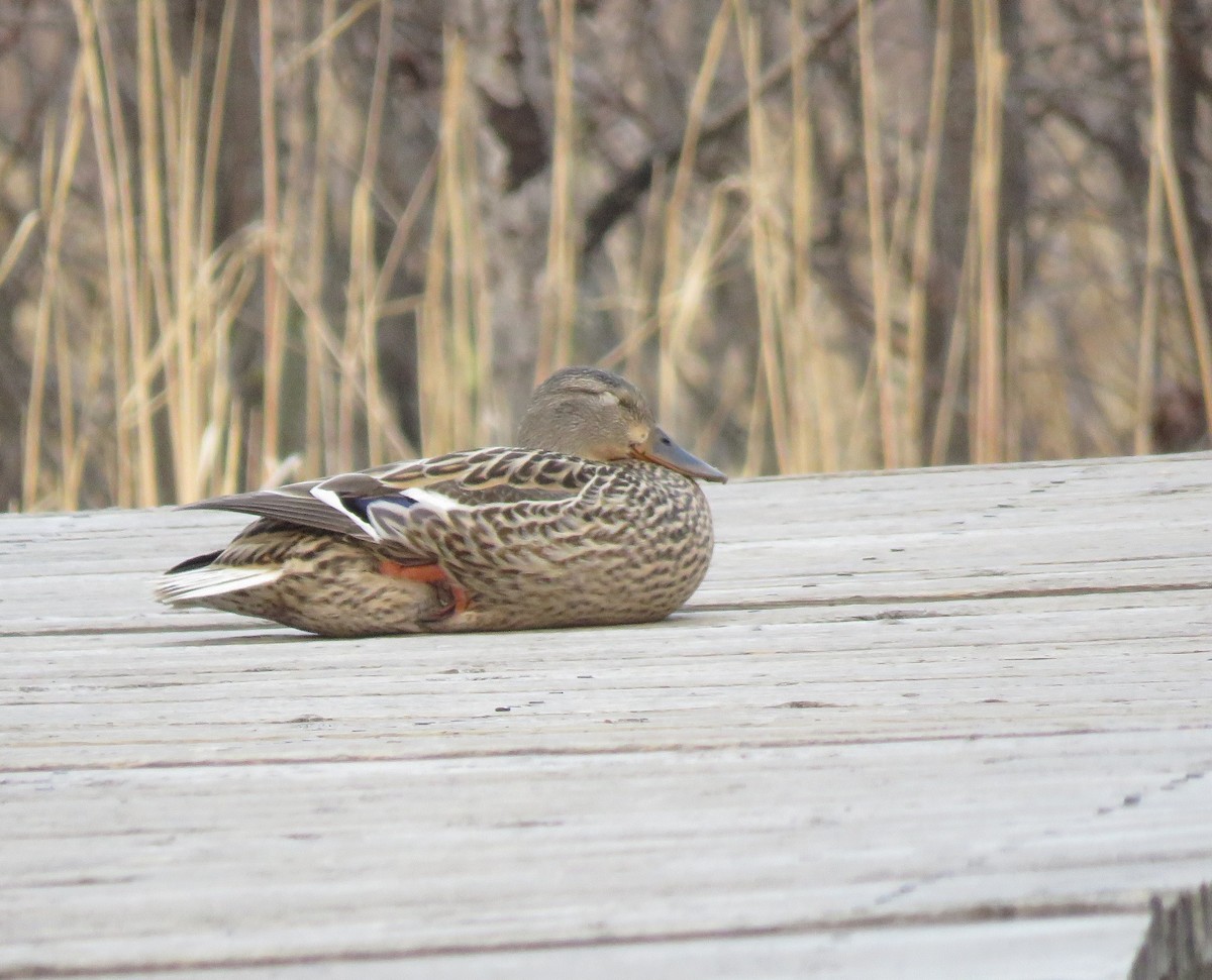 Mallard - Sheila Hale