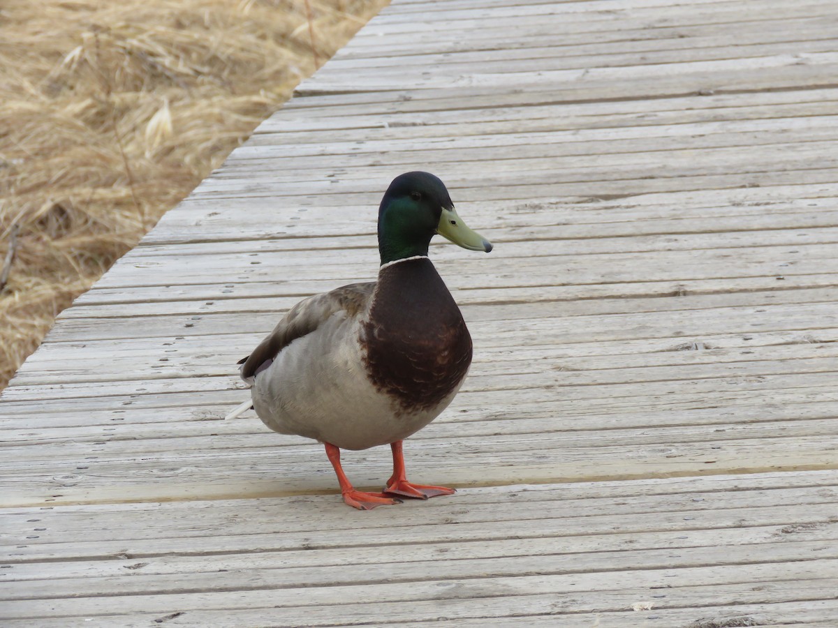 Mallard - Sheila Hale