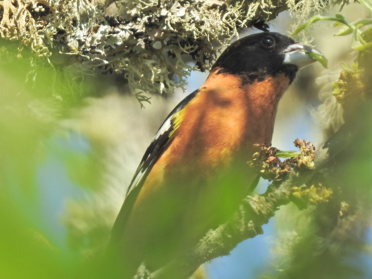 Black-headed Grosbeak - Stella Walk