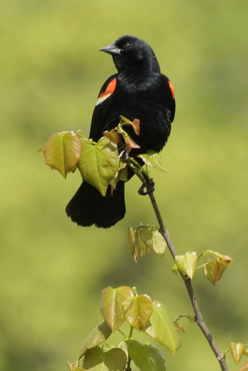 Red-winged Blackbird - Laurel Bishow