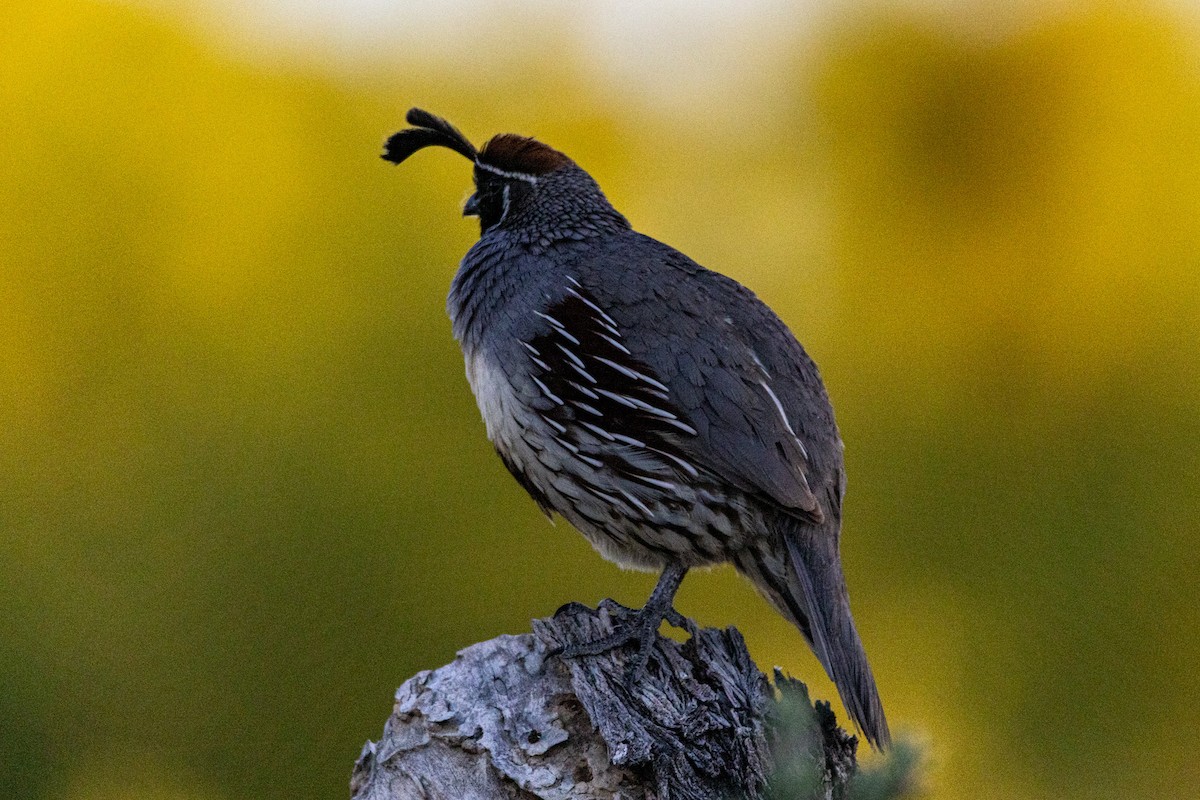 Gambel's Quail - Shorty Veliz