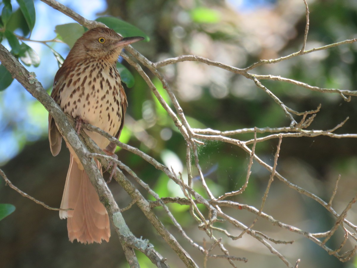 Brown Thrasher - Sam Holcomb