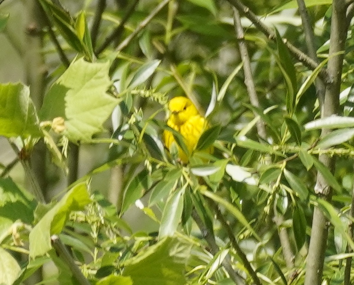 Yellow Warbler - Laurel Bishow