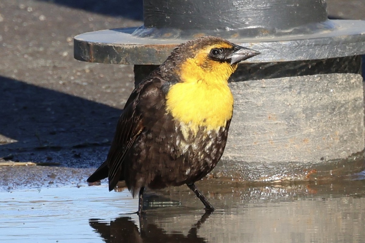 Yellow-headed Blackbird - ML618860088