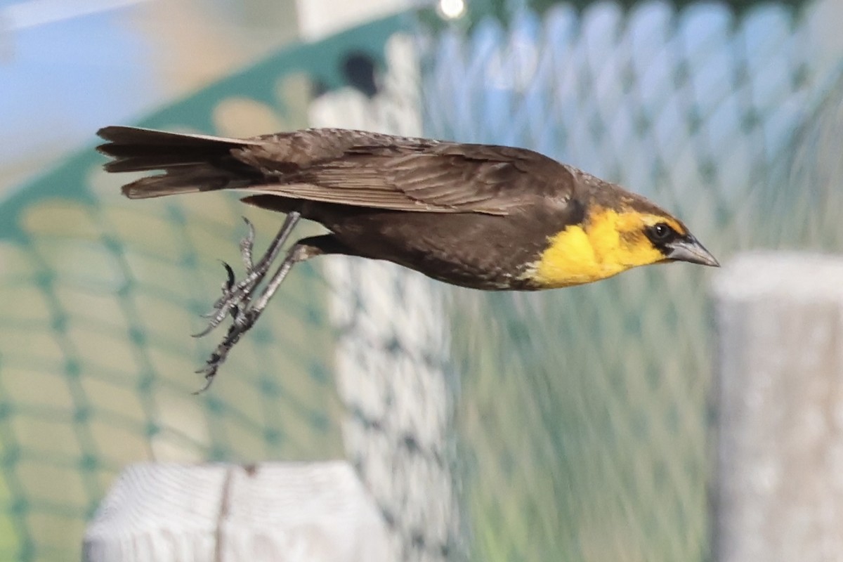Yellow-headed Blackbird - ML618860090