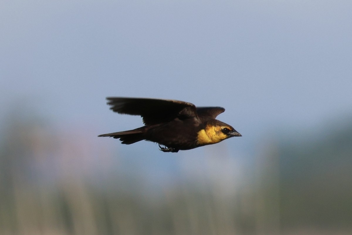 Yellow-headed Blackbird - ML618860092