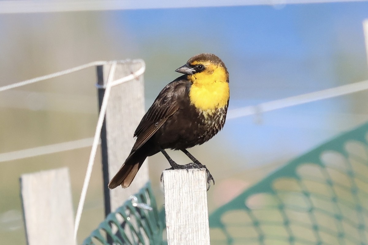 Yellow-headed Blackbird - ML618860093