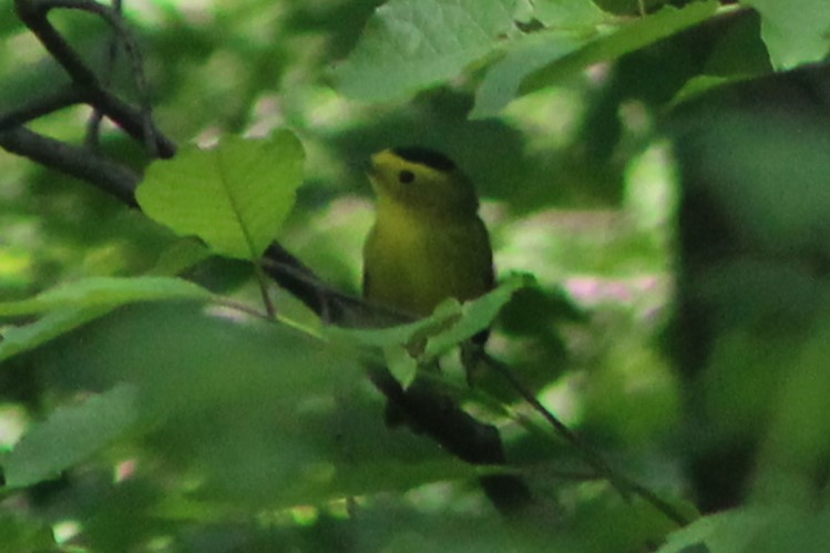 Wilson's Warbler - Rachel Rebel