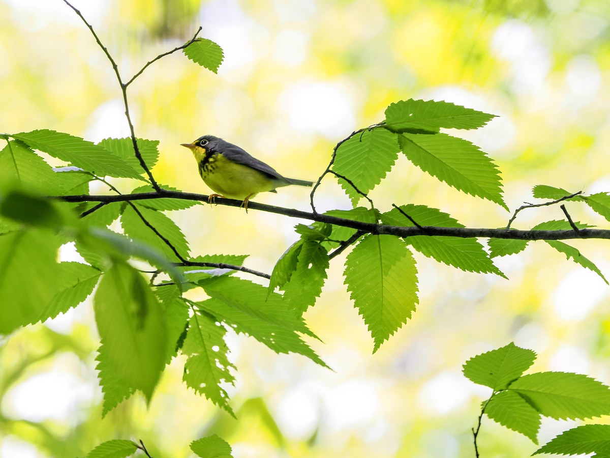 Canada Warbler - ML618860099