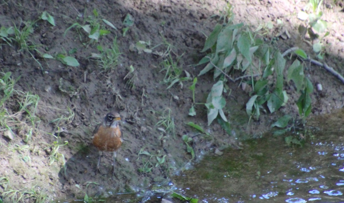 American Robin - Carole Swann