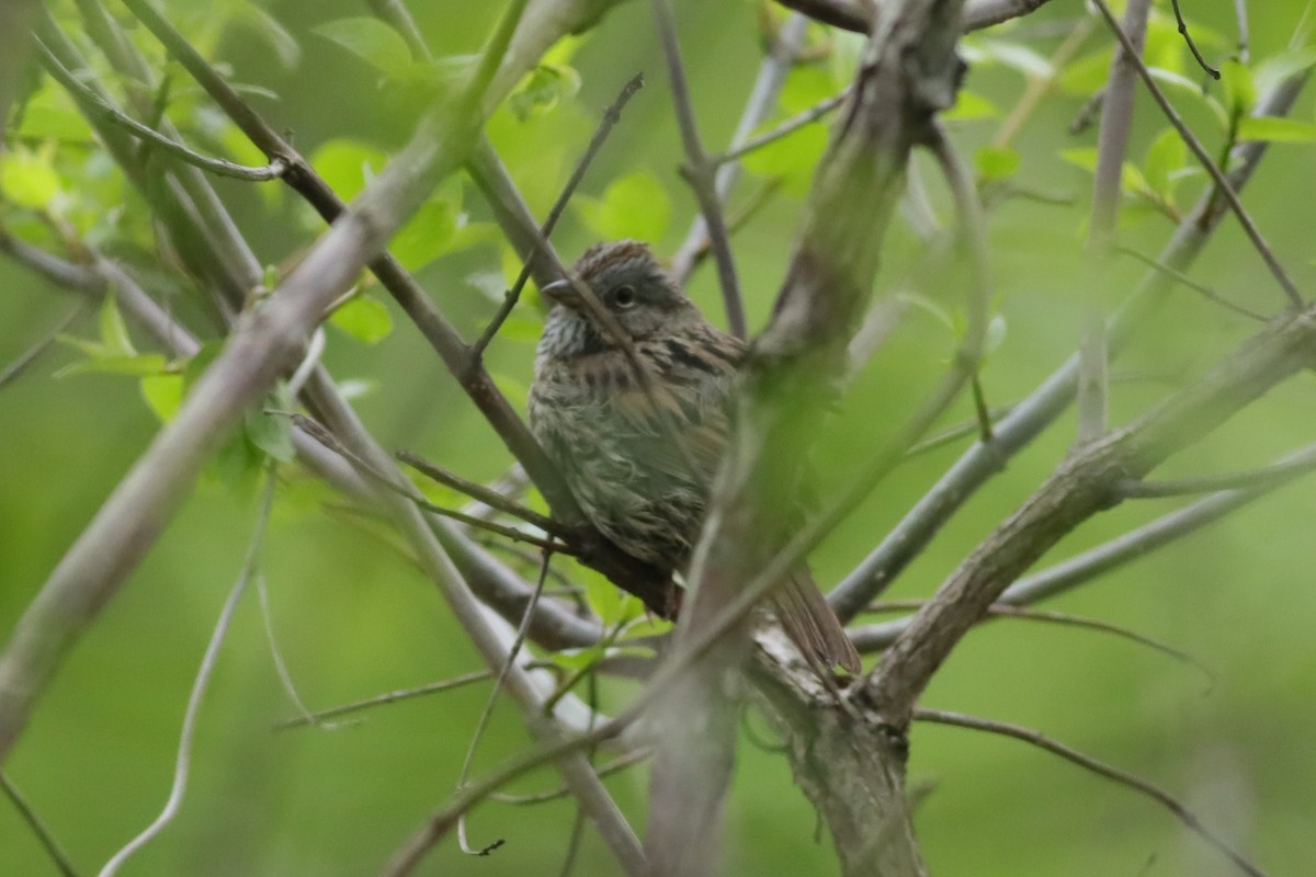 Lincoln's Sparrow - ML618860102