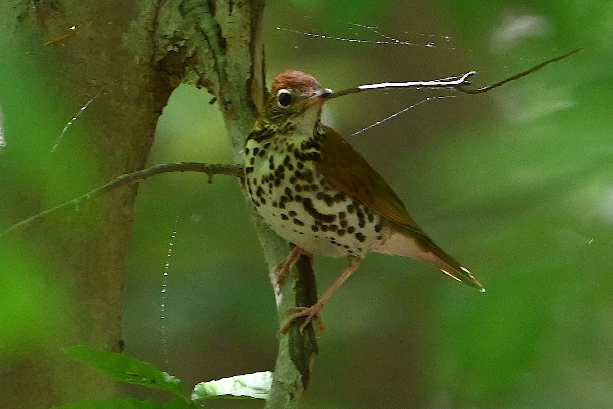 Wood Thrush - ML618860105