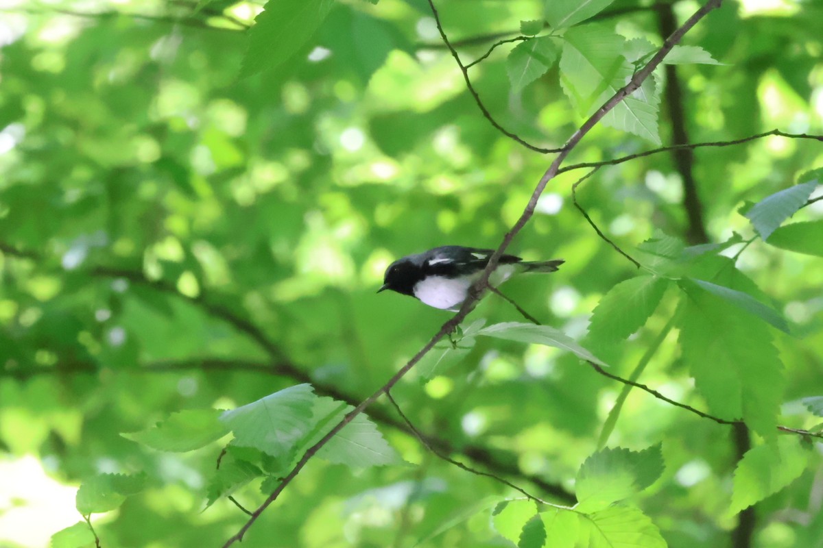 Black-throated Blue Warbler - aaron lehr