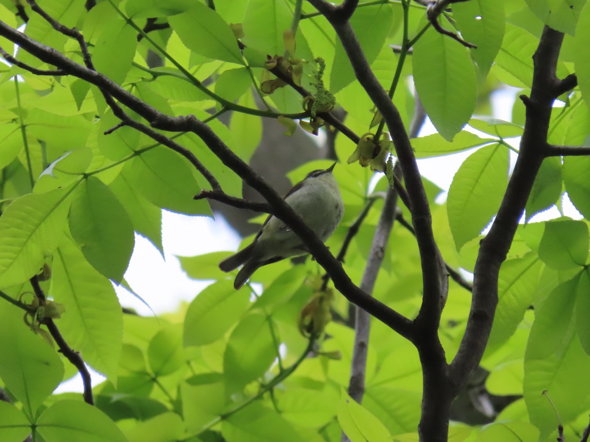 Tennessee Warbler - Samuel Heilman