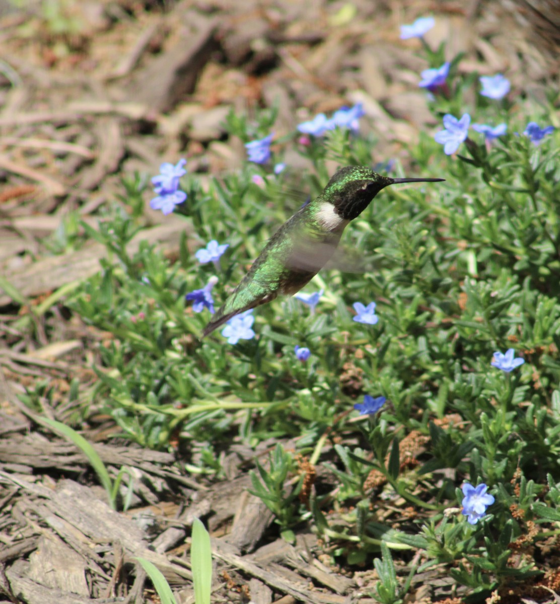 Ruby-throated Hummingbird - Tiffany Valenta