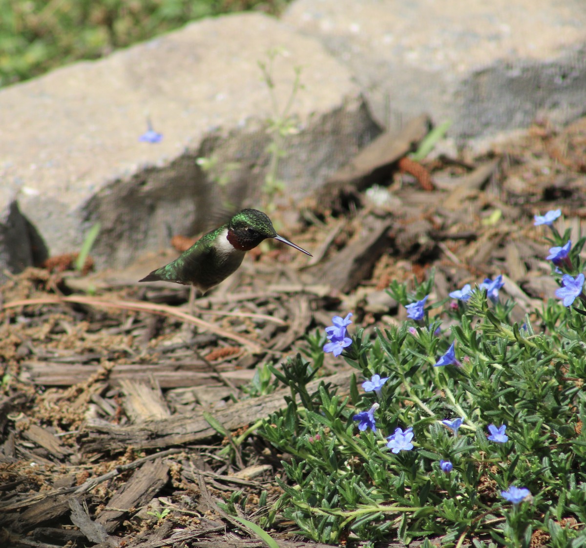 Ruby-throated Hummingbird - Tiffany Valenta