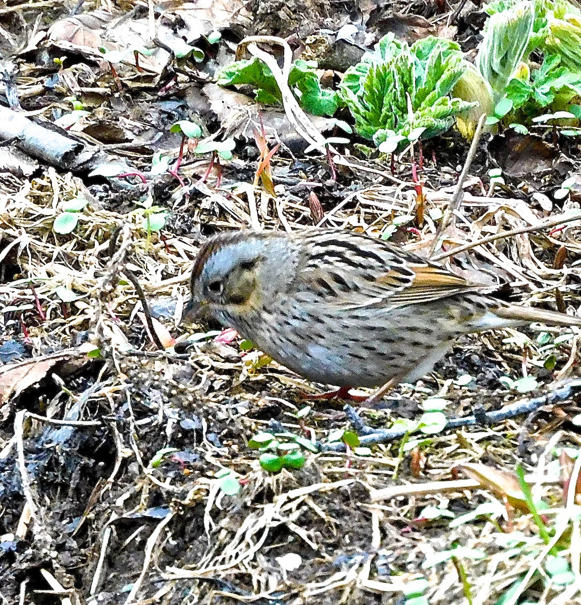 Lincoln's Sparrow - Dan Bilderback