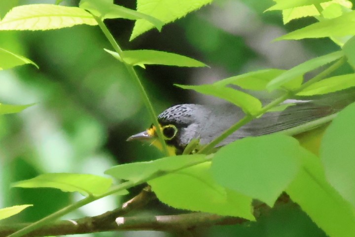 Canada Warbler - aaron lehr