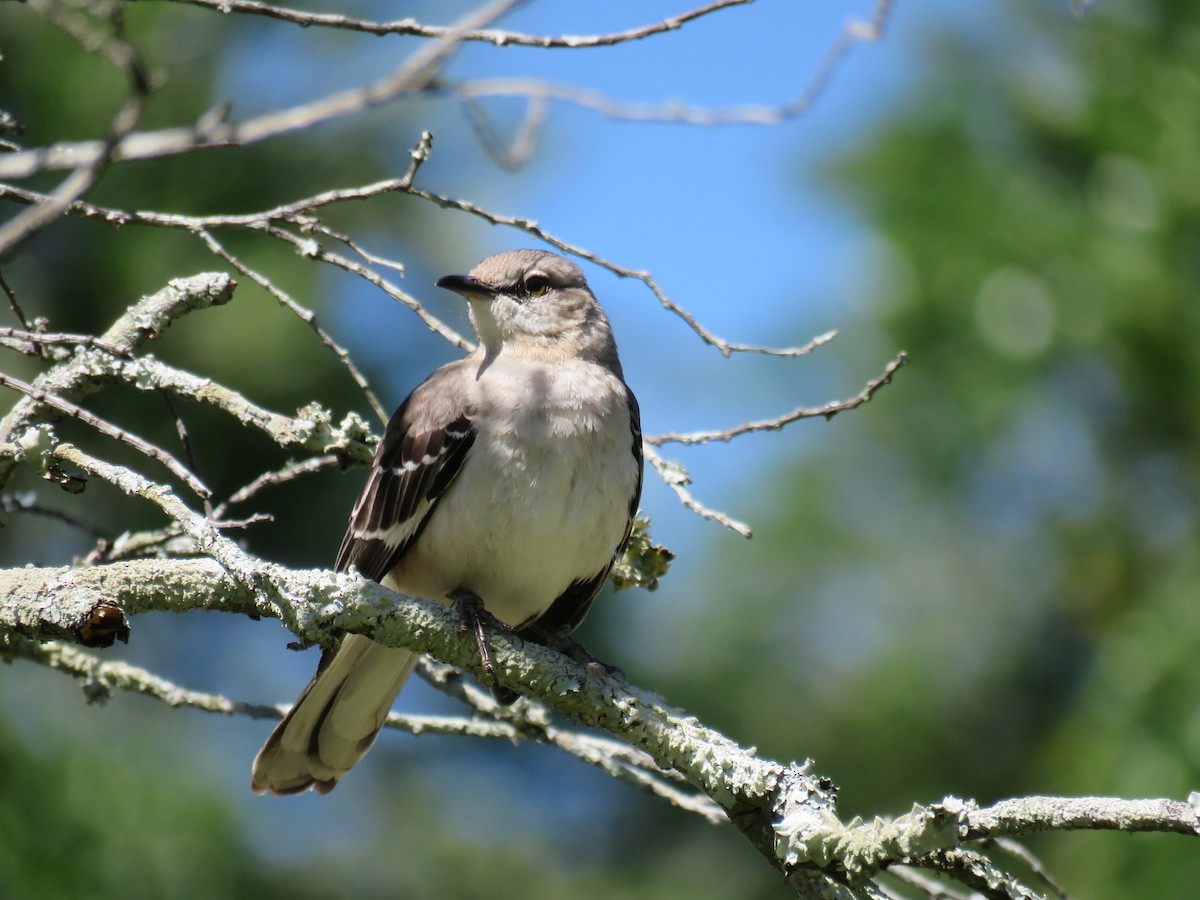 Northern Mockingbird - Sam Holcomb