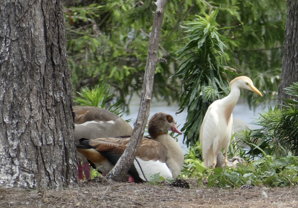 Egyptian Goose - Joanne "JoJo" Bradbury