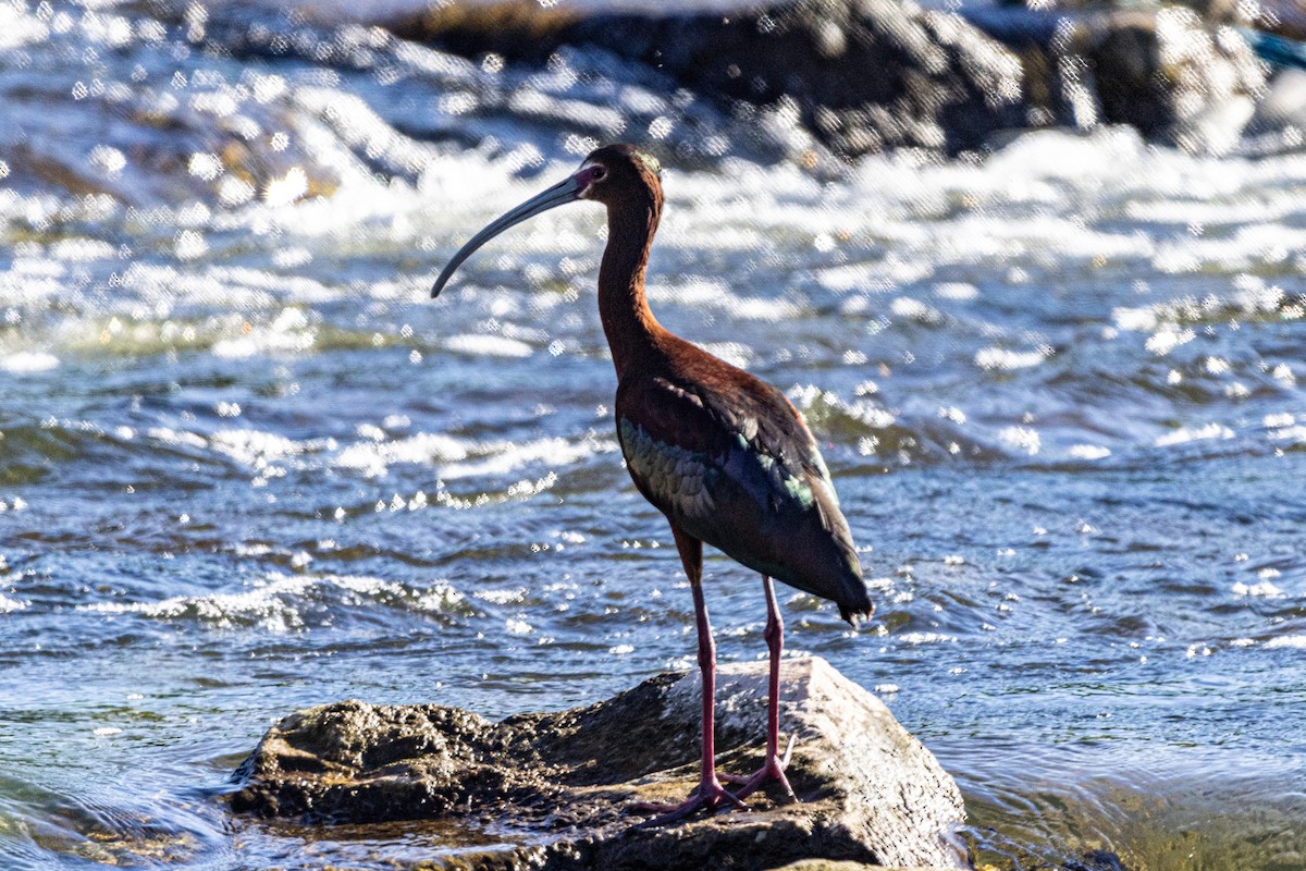 White-faced Ibis - Shorty Veliz