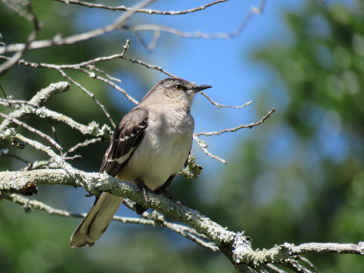 Northern Mockingbird - Sam Holcomb