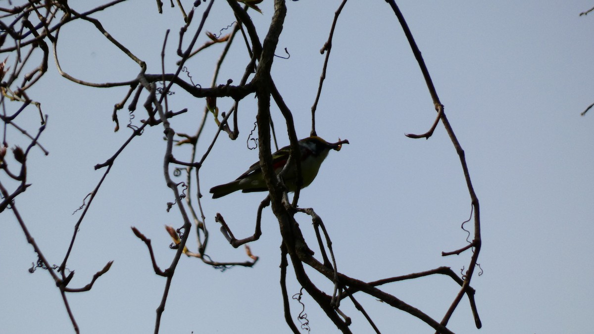 Chestnut-sided Warbler - Travis Schnell