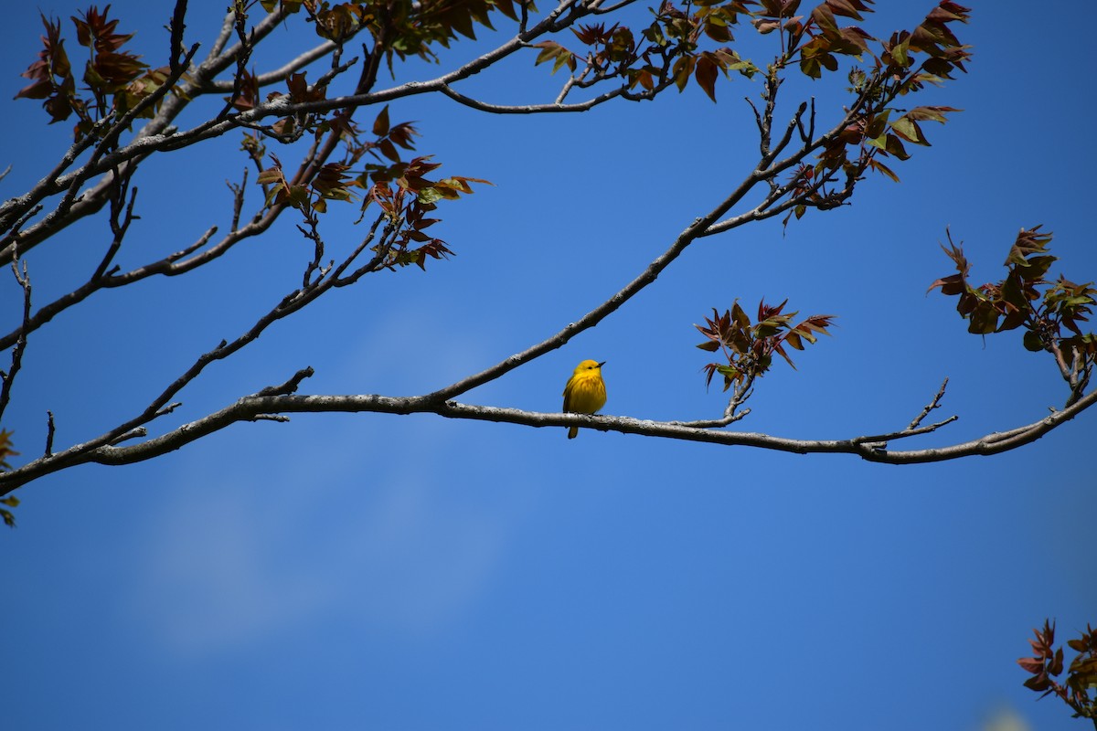 Yellow Warbler - ML618860150