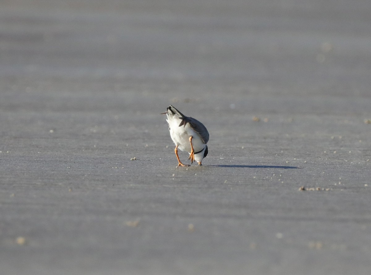 Semipalmated Plover - Laurel Barnhill