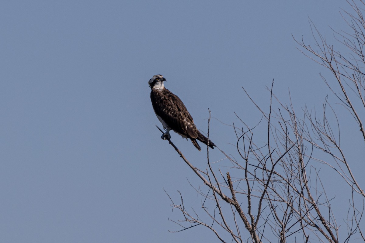 Osprey - Shorty Veliz